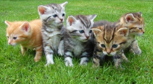 Tips for Building the Best Budget To Care for Your Pet Tips for Building the Best Budget To Care for Your Pet
